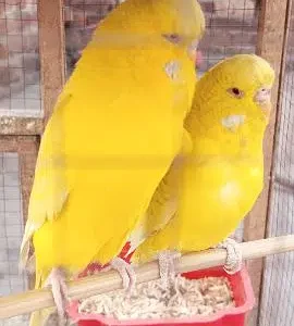 breeder pair