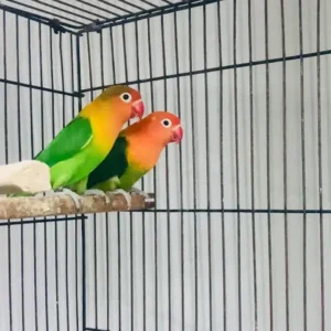 lovebirds green pair for