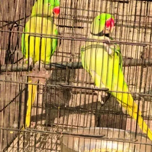 raw parrots