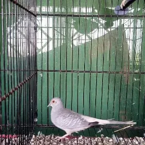 white tale dove