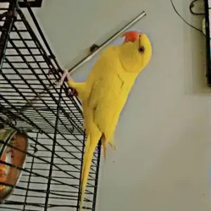 yellow parrot